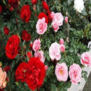 Patuljasta - minijaturna ruža