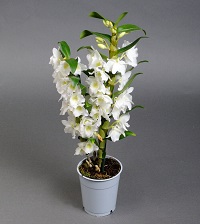 SOBNE CVETNICE, SOBNO CVEĆE, Orhideja Dendrobijum - Dendrobium nobile