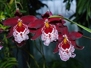 SOBNE CVETNICE, SOBNO CVEĆE, - Cambrija - Kambrija orhideja