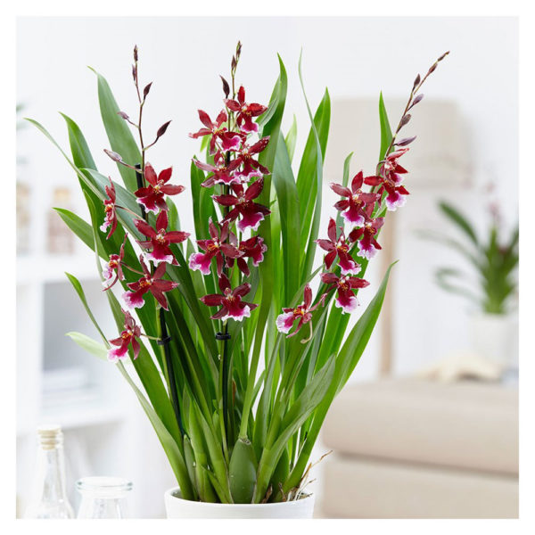 SOBNE BILJKE, SOBNE CVETNICE, Orhideja Kambrija - Orchid Cambria