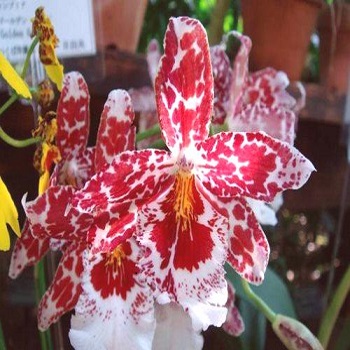 Cvetnice, Novo, Sobne biljke, Orhideja Kambrija - Orchid Cambria