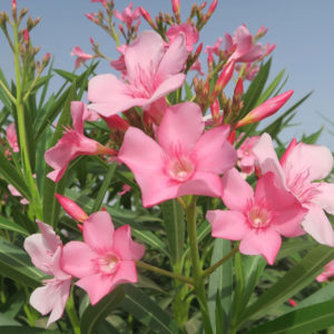 - Oleanderi - Nerium oleander
