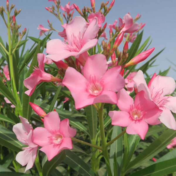 SOBNE CVETNICE, SOBNO CVEĆE, UKRASNO ŠIBLJE, - Oleanderi - Nerium oleander
