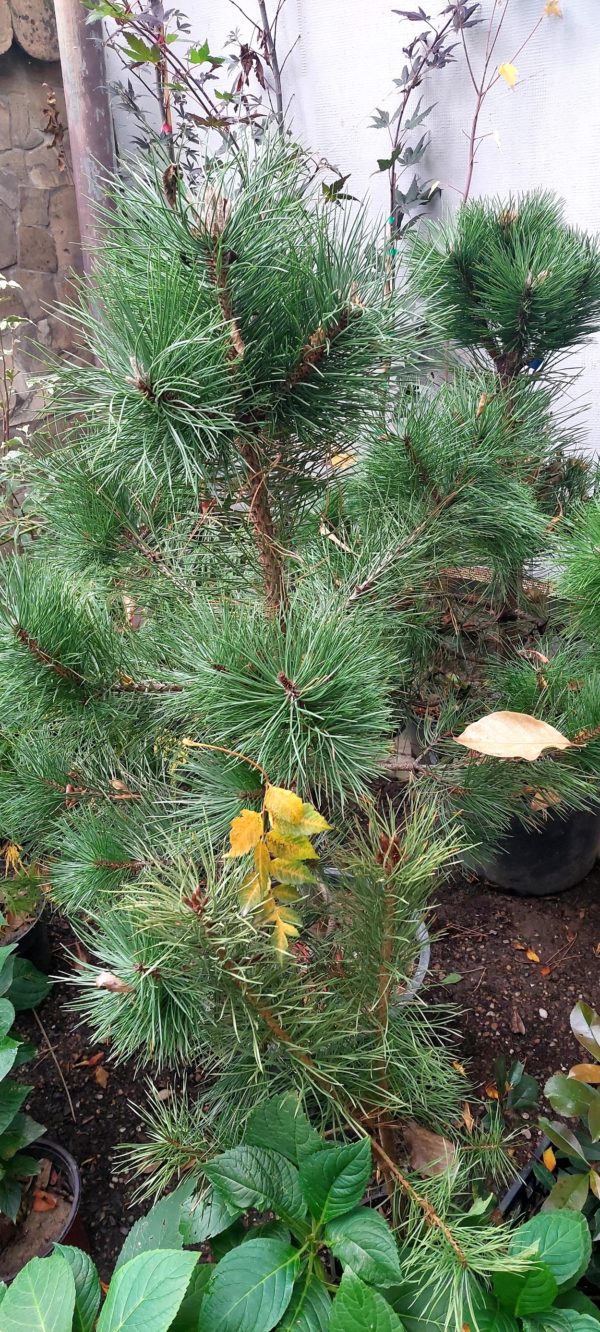 Biljke na popustu, ČETINARI, ČETINARI U BUSENU, - Crni bor - Pinus Nigra
