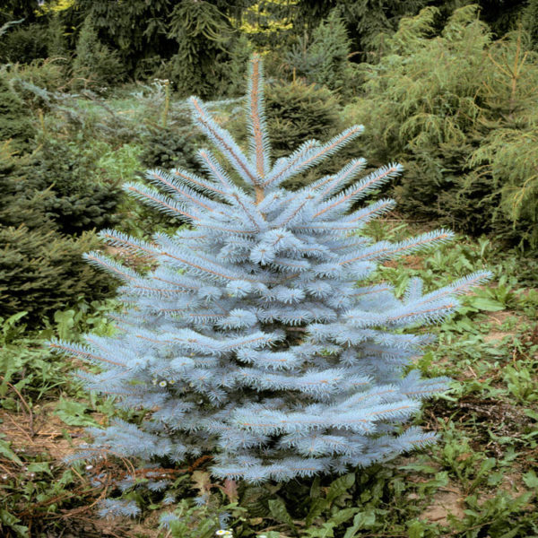 Baštenske sadnice, Četinari, Novo, Srebrnobela bodljiva smrča - Picea pungens “Edith”