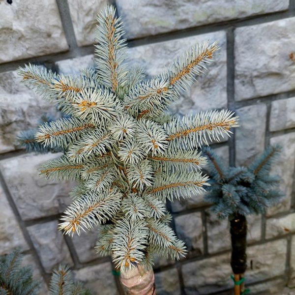 Biljke na popustu, ČETINARI, - Picea Glauca Globosa