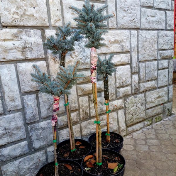 Biljke na popustu, ČETINARI, - Picea Glauca Globosa