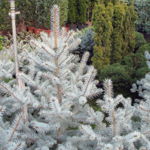 - Picea pungens “Edith”