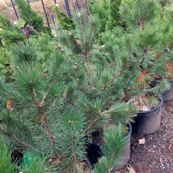 Biljke na popustu, ČETINARI, ČETINARI U BUSENU, - Crni bor - Pinus Nigra
