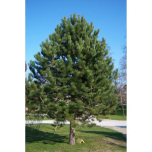 Crni bor - Pinus Nigra