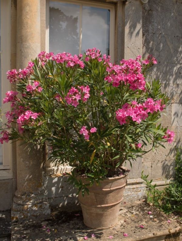 Biljke na popustu, PAKET BILJAKA ZA VRT, UKRASNO ŠIBLJE, - Oleanderi - Nerium oleander