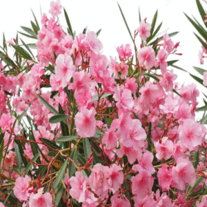 Oleanderi - Nerium oleander