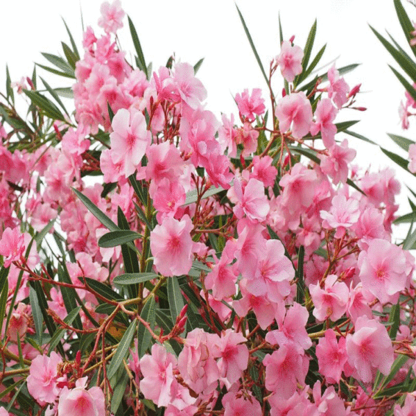 Baštenske sadnice, Novo, Sobne biljke, Ukrasno šiblje, Oleanderi - Nerium oleander