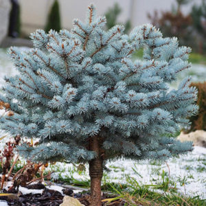 Kalemljena plava smrča - Picea Glauca Globosa