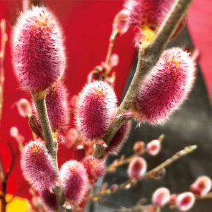 Vrba “crvena maca” - Salix gracilistyla “Mount Aso”