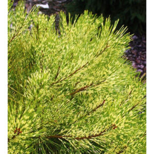 - Pinus densiflora