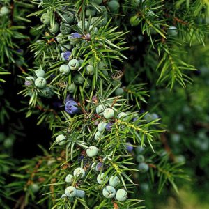 - Planinska Kleka - Juniperus communis