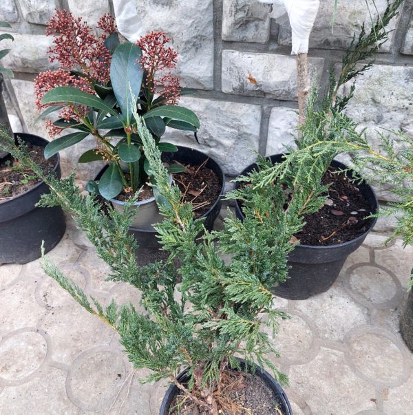 BILJKE ZA SENKU, ČETINARI, Juniperus Sabina Variegata i Green