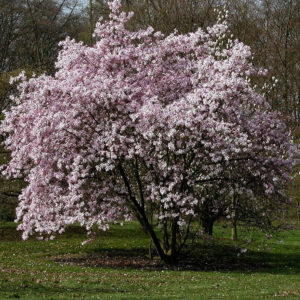 Magnolia x loebneri “Leonard Messel”