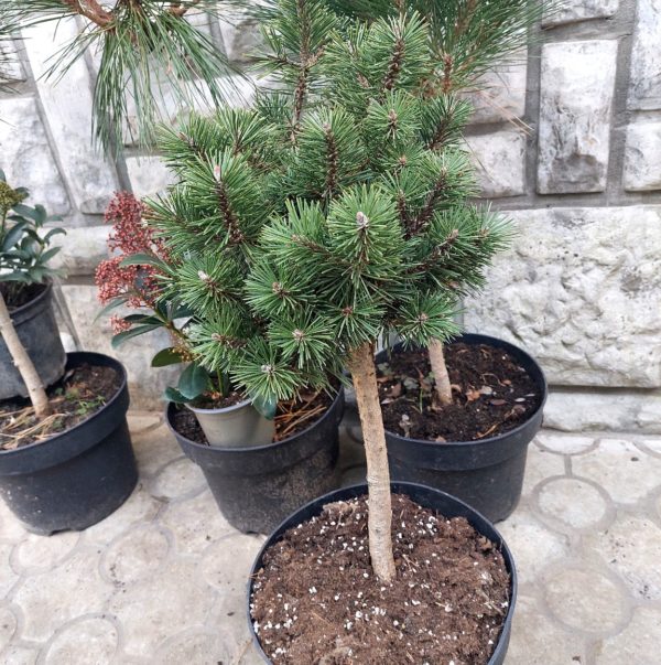 Biljke na popustu, ČETINARI, Pinus mugo topijar