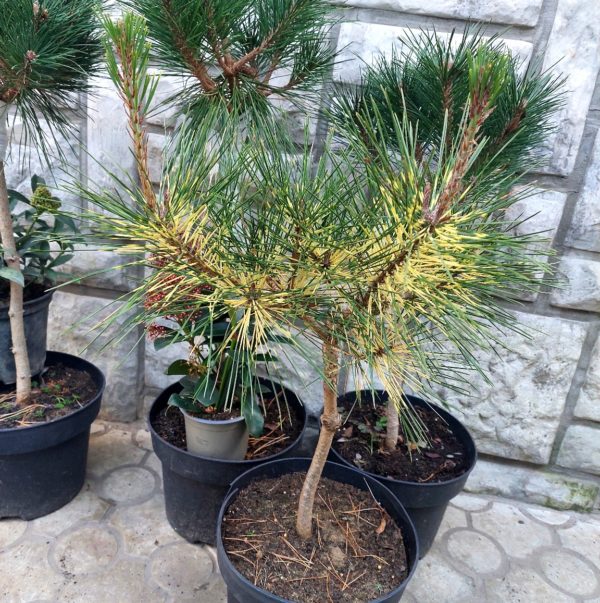 Biljke na popustu, ČETINARI, Pinus densiflora