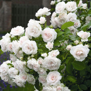 Mini ruža bela i roza