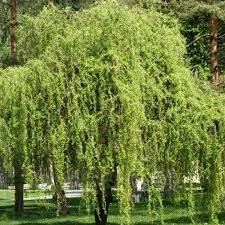 Biljke na popustu, DRVEĆE LIŠĆARA, - Kovrdžava vrba - Salix matsudana