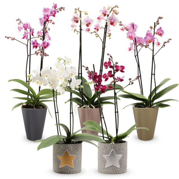 Biljke na popustu, PAKET SOBNOG CVEĆA, SOBNE CVETNICE, SOBNO CVEĆE, - Paket orhideja