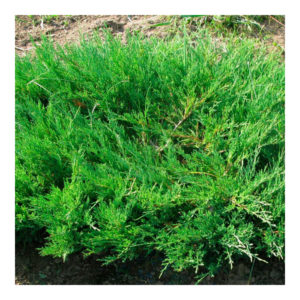 Juniperus Sabina Variegata i Green