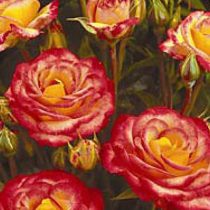 RUŽE, Mnogocvetna ruža Samba