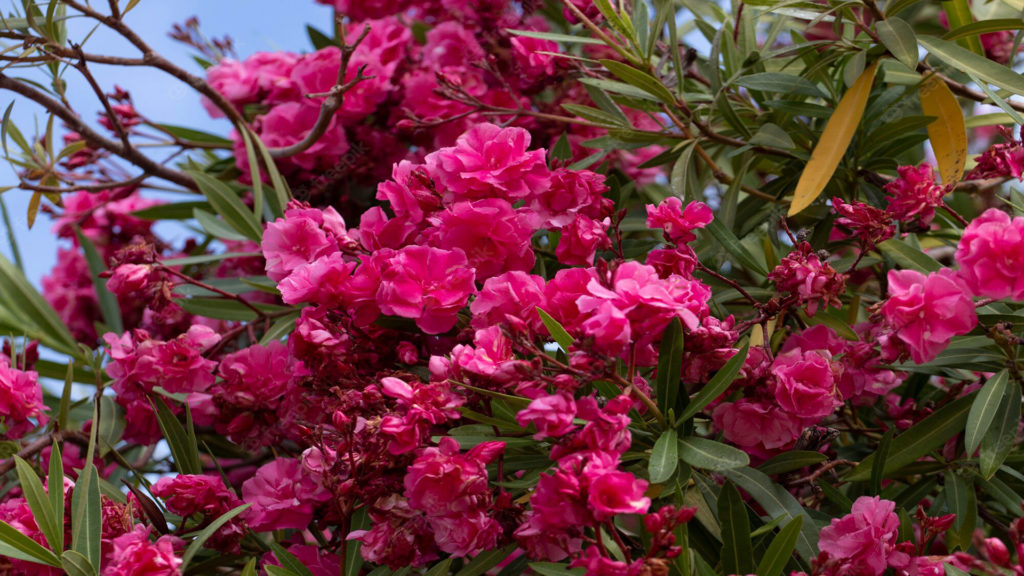 Oleander – Mirisni zimzeleni grmovi