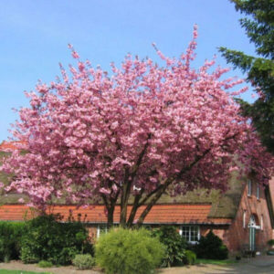 - Japanska trešnja - Prunus serrulata 'Cansan'