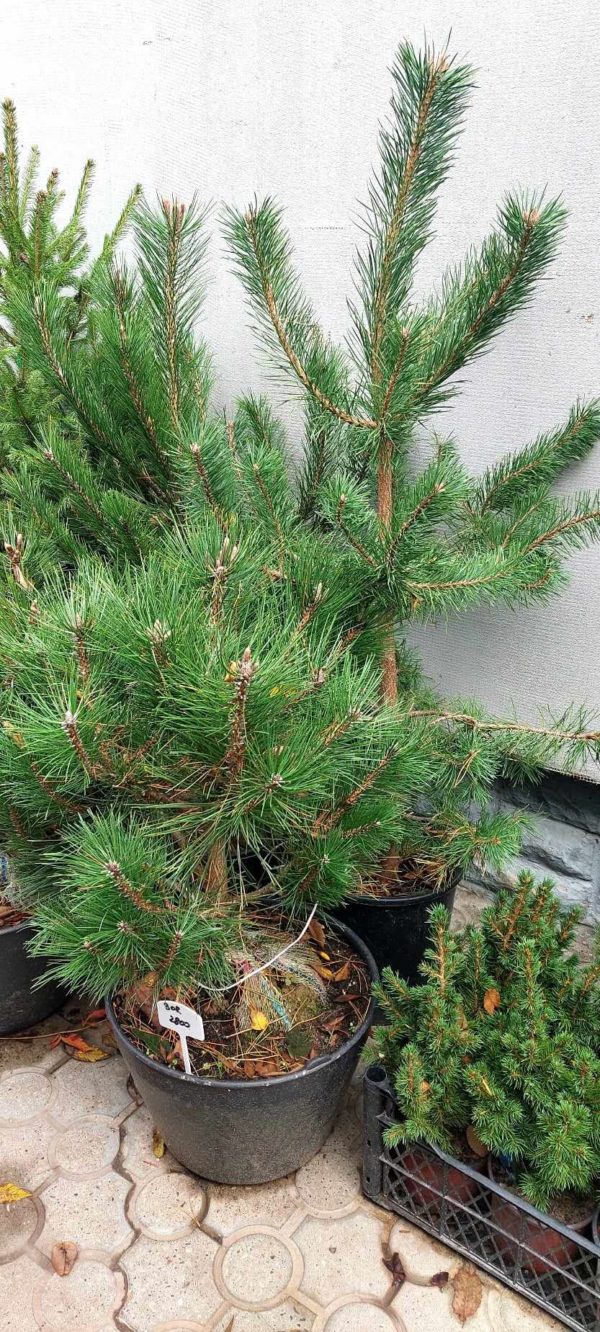 ČETINARI, ČETINARI U BUSENU, ZIMZELENE I ČETINARSKE ŽIVE OGRADE, ŽIVE OGRADE, - Beli bor - Pinus silvestris