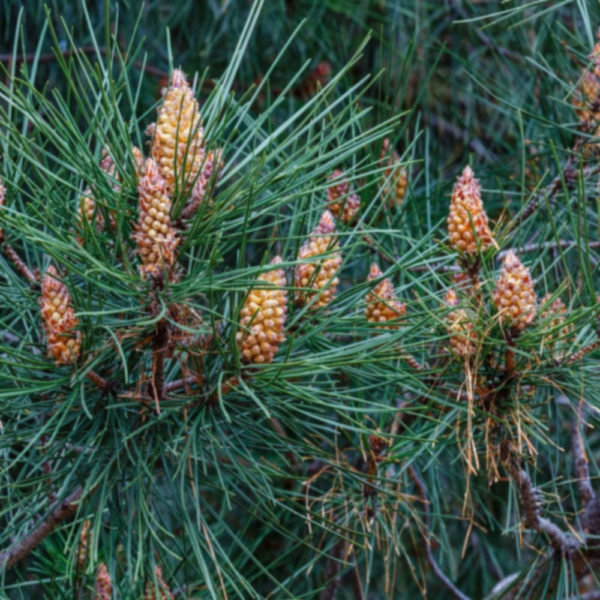 ČETINARI, ČETINARI U BUSENU, Beli bor - Pinus silvestris
