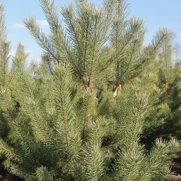 ČETINARI, ČETINARI U BUSENU, Beli bor - Pinus silvestris