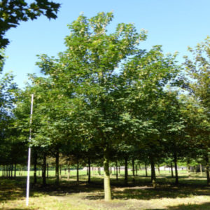 Gorski javor – Acer pseudoplatanus