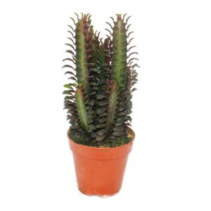 Euforbija - Euphorbia trigona Rubra