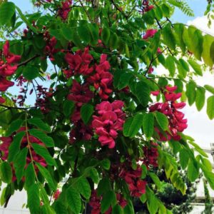 Cvetni bagrem - Robinia pseudoacacia “Casque-Rouge”