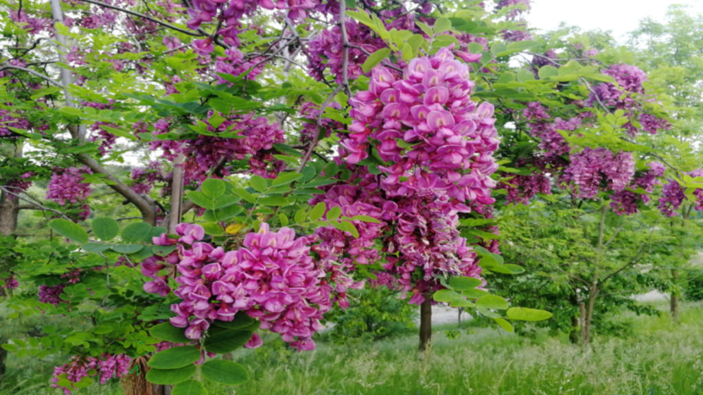 Cvetni bagrem – Robinia pseudoacacia “Casque-Rouge”