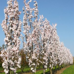 - Prunus serrulata “Amanogawa”