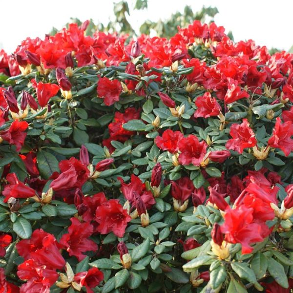 BILJKE ZA SENKU, UKRASNO ŠIBLJE, Rhododendron Scarlet Wonder