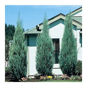 - Juniperus virginiana ‘SKYROCKET’
