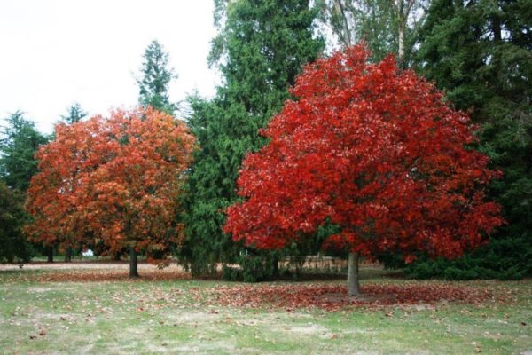 DRVEĆE LIŠĆARA, DRVEĆE U BUSENU, - Crveni hrast - (Quercus rubra)