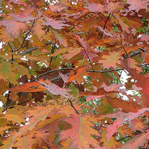 - Crveni hrast - (Quercus rubra)