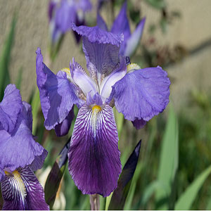 Perunika ili Iris