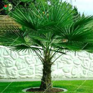 - Trachycarpus fortunei - Lepezasta palma