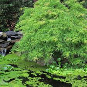 Acer palmatum zeleni